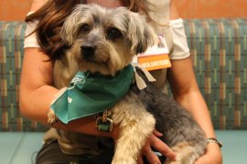 Shasta, a Yorkie, is one of the first dogs in a pilot program called 'Caring Paws'